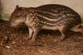 Breeding paca in captivity Royalty Free Stock Photo