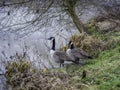 Canada Geese - Winter