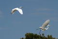 A breeding pair of great egrets take flight