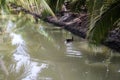 Breeding Pair of male and female mallard duck swimming in a pond coconut garden Royalty Free Stock Photo