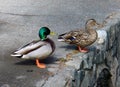 Breeding pair of mallard ducks. Royalty Free Stock Photo