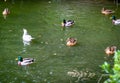 Breeding Pair of Mallard ducks and and seagulls swimming together in lake Royalty Free Stock Photo