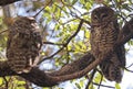 A Breeding Pair of Mexican Spotted Owls Royalty Free Stock Photo