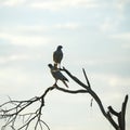 Breeding Pair of Pale Chanting Goshawk