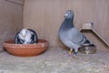 Breeding pair of racing pigeons in their box on the pigeon loft