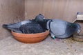 Breeding pair of racing pigeons in their box on the pigeon loft