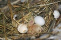 Breeding pigeons. Chick just hatched from egg Royalty Free Stock Photo