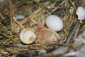 Breeding pigeons. Chick just hatched from egg