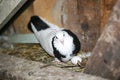 Breeding pigeons. A pigeon sits near the eggs waiting for the chick to hatch