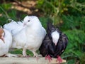 6 breeding pigeons sit side by side on a wooden bar