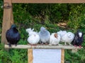 6 breeding pigeons sit side by side on a wooden bar