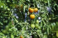 Breeding plum tomatoes growing on vine in garden Royalty Free Stock Photo