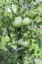 Breeding plum tomatoes growing on vine in garden Royalty Free Stock Photo