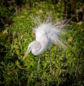 Breeding plumage of a great egret in spring Royalty Free Stock Photo