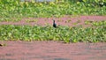 A male bronze winged jacana at chupi lake