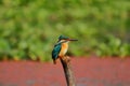 A male common kingfisher at chupi lake