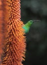 A breeding-plumage male of Malachite Sunbird feeding on an Aloe Flower. Scientific name: Nectarinia famosa. South Africa
