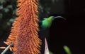 A breeding-plumage male of Malachite Sunbird feeding on an Aloe Flower. Scientific name: Nectarinia famosa. South Africa