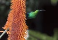 A breeding-plumage male of Malachite Sunbird feeding on an Aloe Flower.