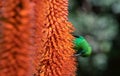 A breeding-plumage male of Malachite Sunbird feeding on an Aloe Flower. Scientific name: Nectarinia famosa. South Africa