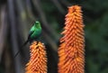 A breeding-plumage male of Malachite Sunbird feeding on an Aloe Flower. Scientific name: Nectarinia famosa. South Africa