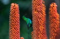 A breeding-plumage male of Malachite Sunbird feeding on an Aloe Flower. .