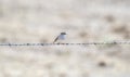 A Breeding Plumaged Chipping Sparrow Spizella passerina Perched on Barbed Wire in Spring in Colorado Royalty Free Stock Photo