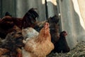 Breeding poultry on the farm. Red chicken close-up.