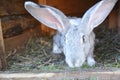 Breeding rabbits at home in rabbit cage