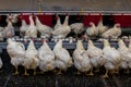 Breeding roosters and hens for meat feed inside the breeding area of a poultry farm