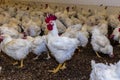 Breeding roosters and hens for meat feed inside the breeding area of a poultry farm