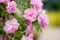 Breeding roses. Protecting ornamental crops. Pink rose flower with green leaves on a blurry background. Beautiful Royalty Free Stock Photo