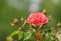 Breeding roses. Protecting ornamental crops. Pink rose flower with green leaves on a blurry background. Beautiful Royalty Free Stock Photo