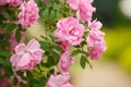 Breeding roses. Protecting ornamental crops. Pink rose flower with green leaves on a blurry background. Beautiful Royalty Free Stock Photo