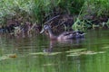 Male Mallard in eclipse or alternate plumage