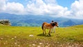 Breeding small pottoka breed horses with children playing Royalty Free Stock Photo