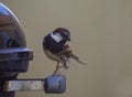 Passer domesticus in a barbecue