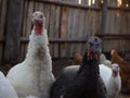 Breeding turkeys. Turkeys on the farm. Many turkeys live independently. White and black turkeys close up