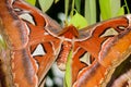 Breeding of two Giant Atlas moth