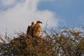 Breeding White-backed Vulture Gyps africanus 4587 Royalty Free Stock Photo