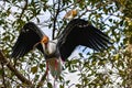 Breeding Yellow-Billed Stork Mycteria ibis Collecting Nesting Royalty Free Stock Photo