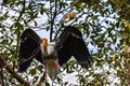 Breeding Yellow-Billed Stork Mycteria ibis Collecting Nesting Royalty Free Stock Photo
