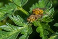 Breeding yellow dung flies close-up