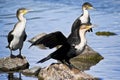 Breedng Pair White-breasted Cormorant Royalty Free Stock Photo