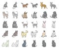 Breeds of cats cartoon,monochrom icons in set collection for design. Pet cat vector symbol stock web illustration.