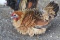 Breeds curly chicken in the farm Royalty Free Stock Photo