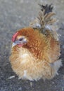 Breeds curly chicken in the farm Royalty Free Stock Photo