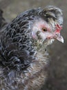 Breeds curly chicken in the farm