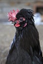 Breeds curly chicken in the farm Royalty Free Stock Photo