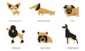 Breeds of Dogs Collection, Chihuahua, Dachshund, Pug, Poodle, Bulldog, Doberman Vector Illustration Royalty Free Stock Photo